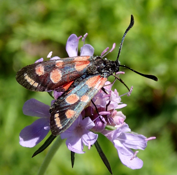 Zygaena da id.